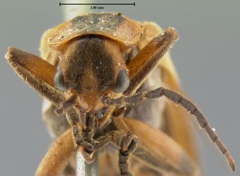 Media type: image;   Entomology 2823 Aspect: head frontal view
